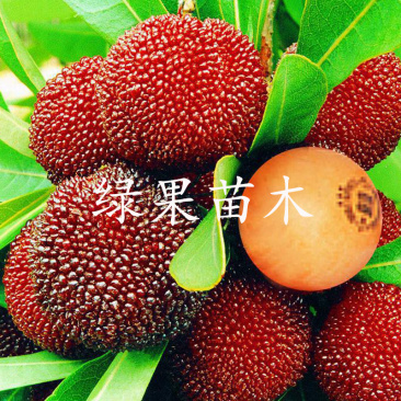东魁杨梅苗黑炭黑高峰杨梅苗现挖现发基地果苗包邮