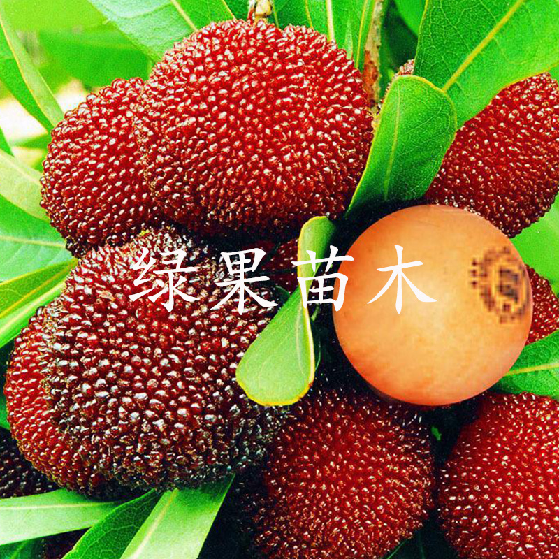 东魁杨梅苗黑炭黑高峰杨梅苗现挖现发基地果苗包邮