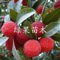 王子安海杨梅苗大果早熟现挖现发提供技术指导包邮