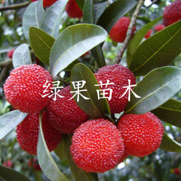王子安海杨梅苗大果早熟现挖现发提供技术指导包邮