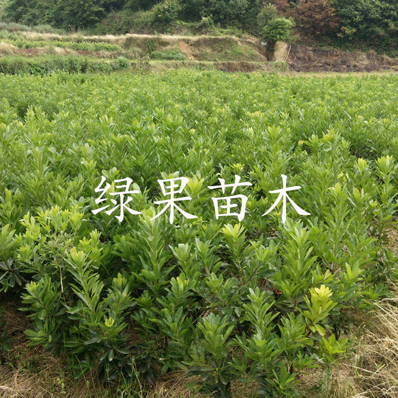 黑炭杨梅苗东魁黑高峰荸荠种杨梅基地果苗现挖现卖
