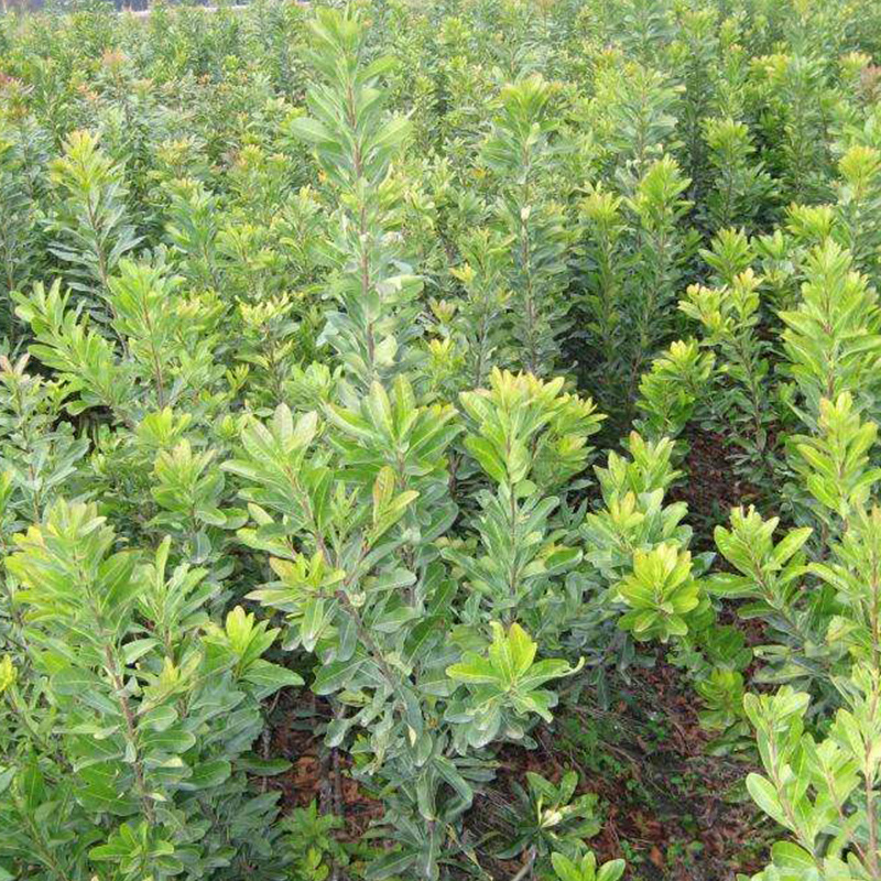 黑炭杨梅苗东魁黑高峰荸荠种杨梅基地果苗现挖现卖