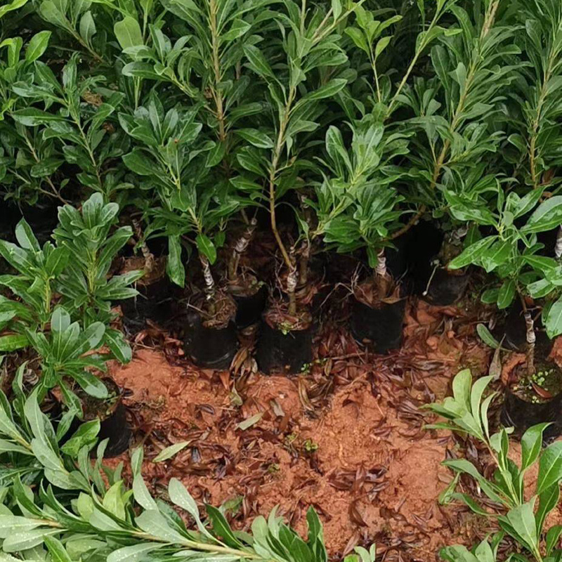 黑炭杨梅苗东魁黑高峰荸荠种杨梅基地果苗现挖现卖