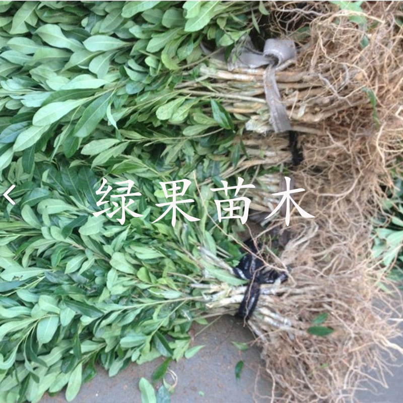黑炭杨梅苗东魁黑高峰荸荠种杨梅基地果苗现挖现卖