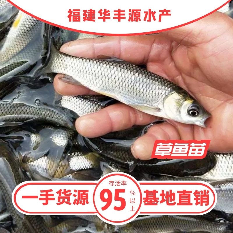 草鱼苗批发产地直销运输损耗包赔杂交4-7公分