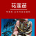 花莲苗批发产地直销养殖技术指导一手货源