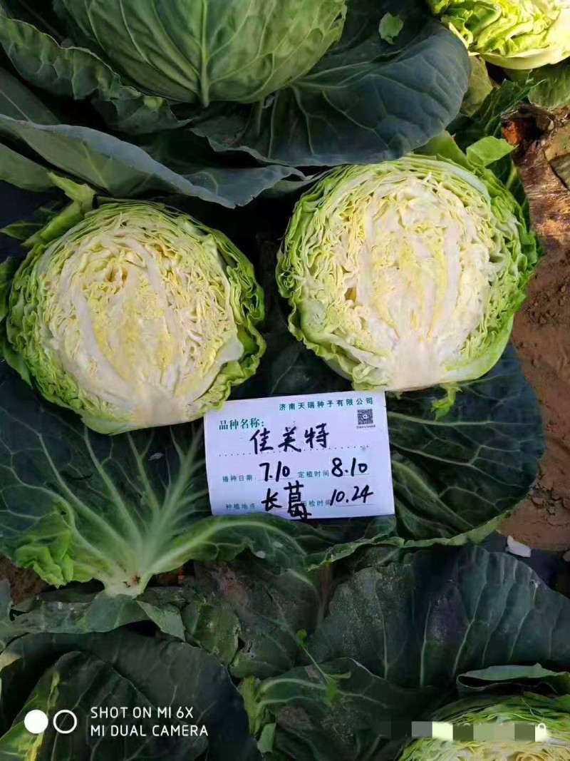 甘蓝种子包菜种子佳美特甘蓝中早熟高产抗病抗裂优质卷心