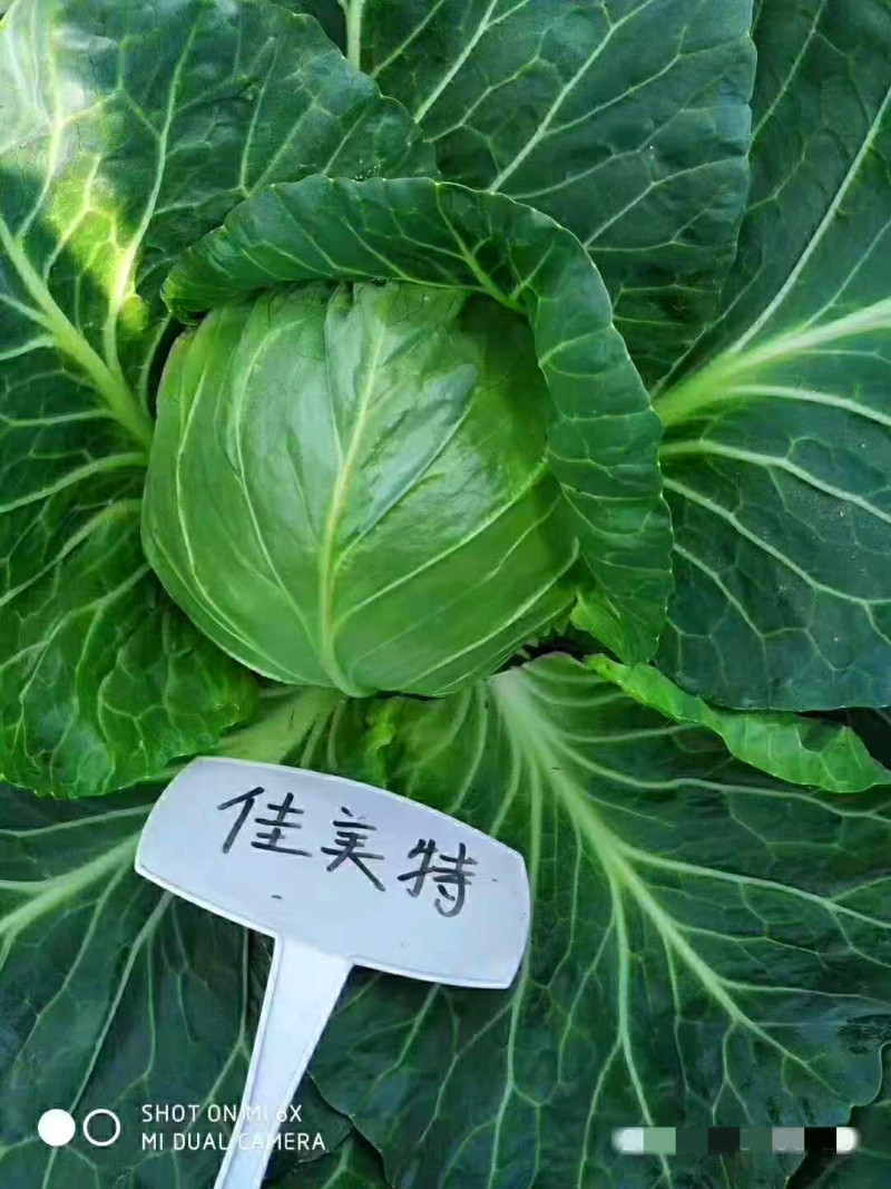 甘蓝种子包菜种子佳美特甘蓝中早熟高产抗病抗裂优质卷心