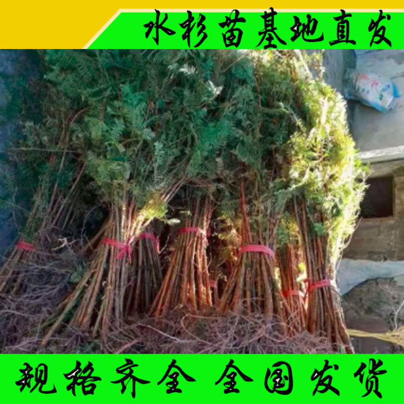 水杉水杉树苗水杉苗绿化树苗杉树苗金叶水杉树基地直供