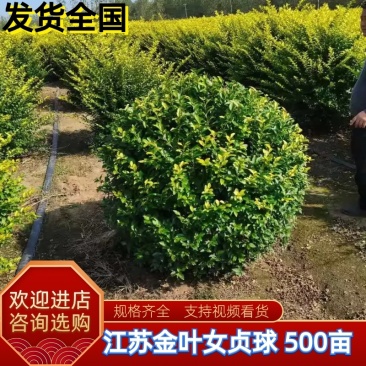 金叶女贞球-超500亩专业绿化苗木基地规格齐全-视频看货