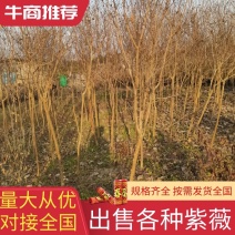 【优质】各品种紫薇2—18公分，沭阳直发，提供技术指导