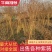 【优质】各品种紫薇2—18公分，沭阳直发，提供技术指导