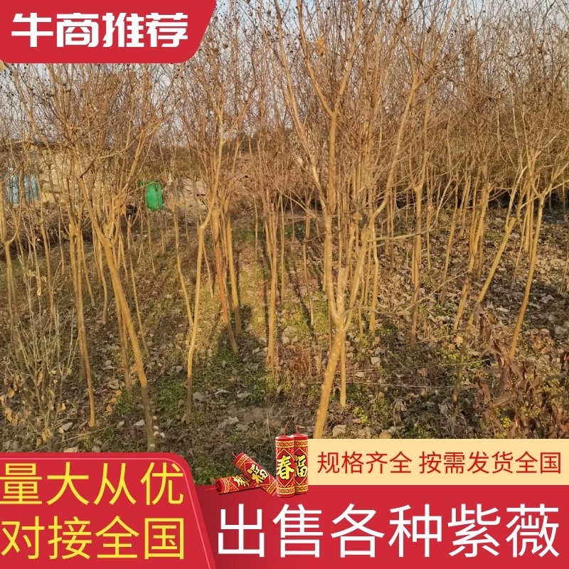 【优质】各品种紫薇2—18公分，沭阳直发，提供技术指导