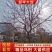 【精品乌桕】2—30公分，沭阳基地直发，提供技术指导