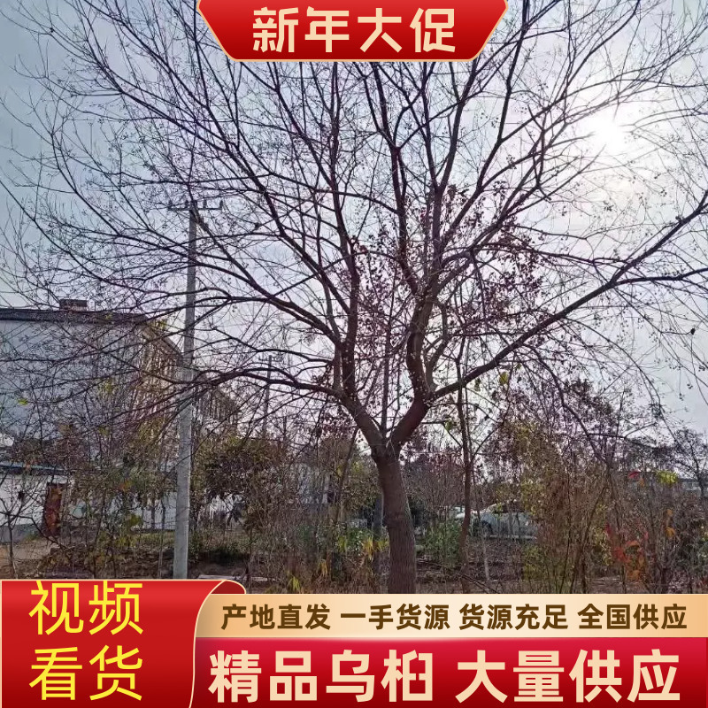 【精品乌桕】2—30公分，沭阳基地直发，提供技术指导