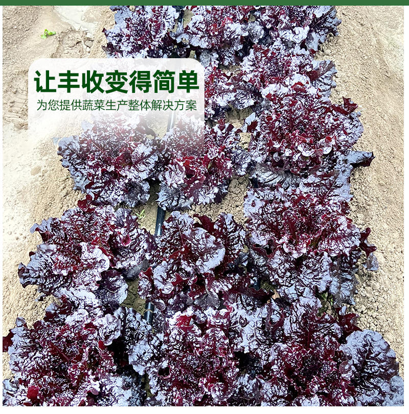全盛紫翡206生菜种子10克/袋鲜食加工观赏商品性好
