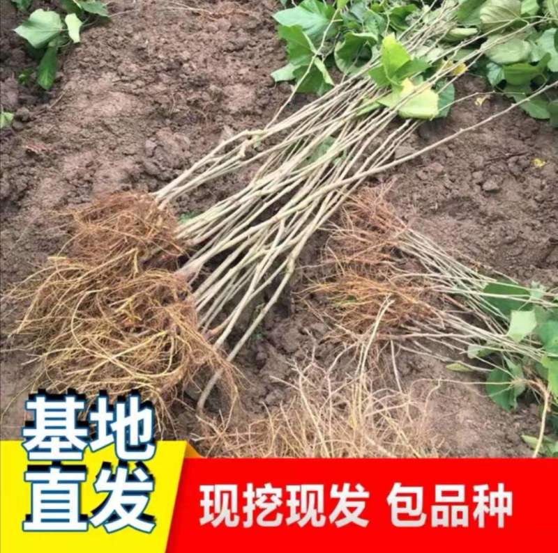 优质桑树苗台湾长果桑等保真保活提供技术指导基地直销