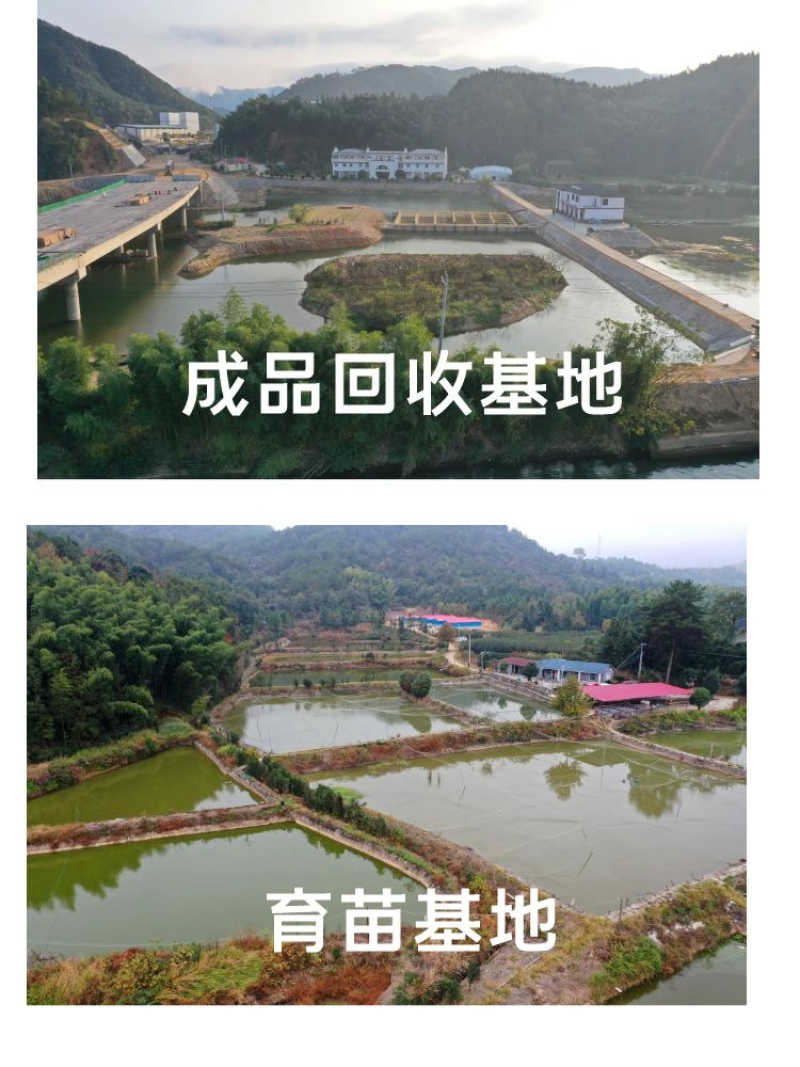 黄骨鱼苗批发产地直销运输损耗包赔杂交4-7公分