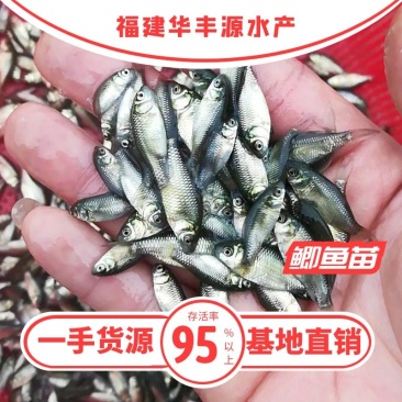 鲫鱼苗批发产地直销运输损耗包赔杂交4-7公分