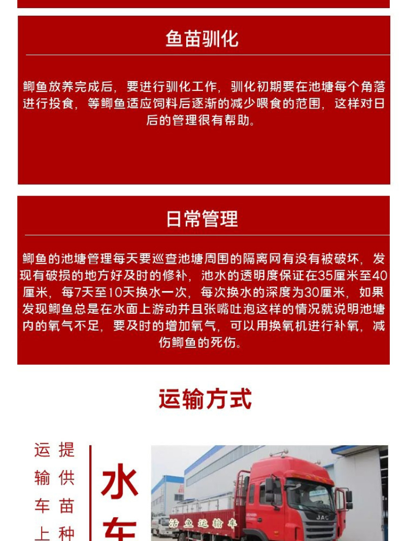 鲫鱼苗批发产地直销运输损耗包赔杂交4-7公分