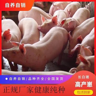 【三元仔猪】健康猪苗品种好好饲养实地考察视频看猪