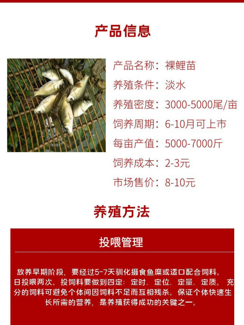 裸鲤苗批发产地直销一手货源齐规格低价格