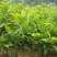 优质蒙山板栗苗嫁接优质苗包品种当年挂果基地直销提供技术