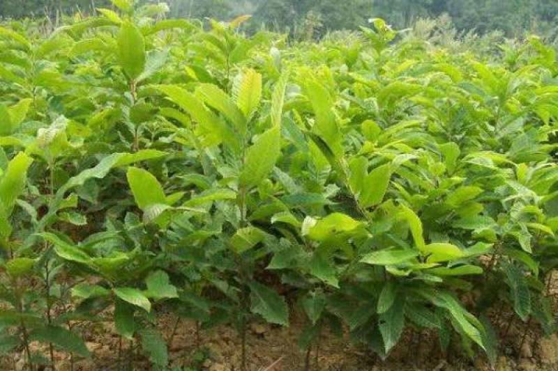 优质蒙山板栗苗嫁接优质苗包品种当年挂果基地直销提供技术