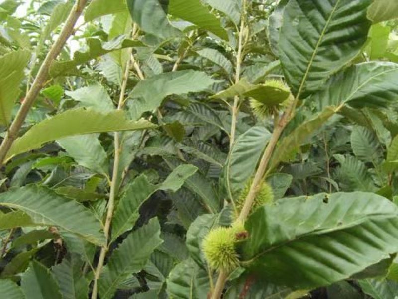优质蒙山板栗苗嫁接优质苗包品种当年挂果基地直销提供技术