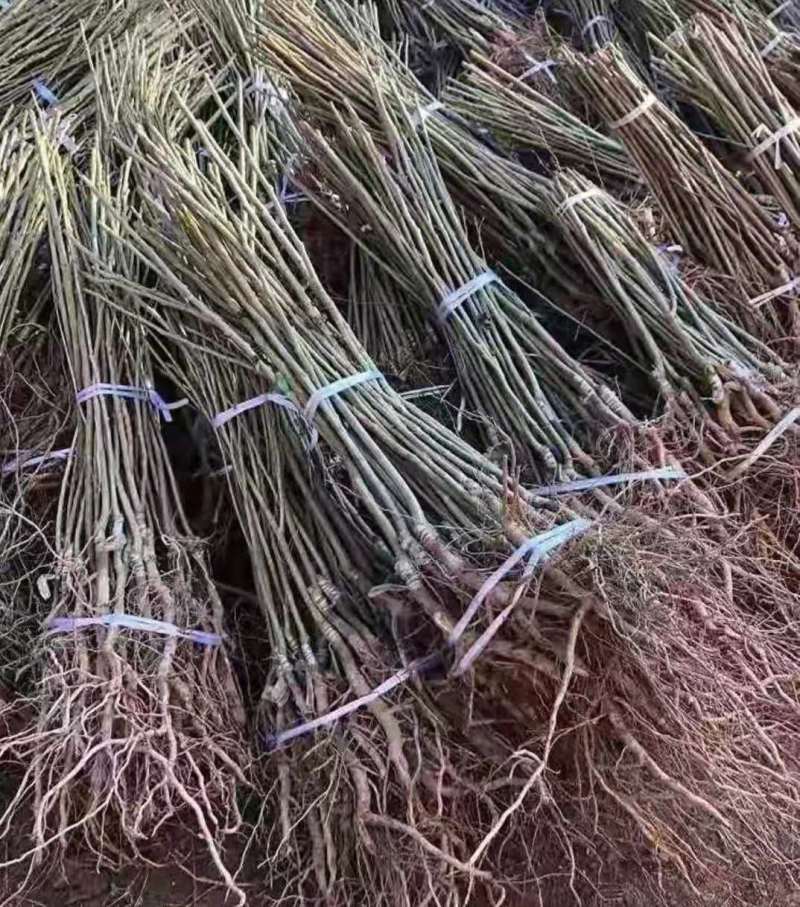 优质蒙山板栗苗嫁接优质苗包品种当年挂果基地直销提供技术