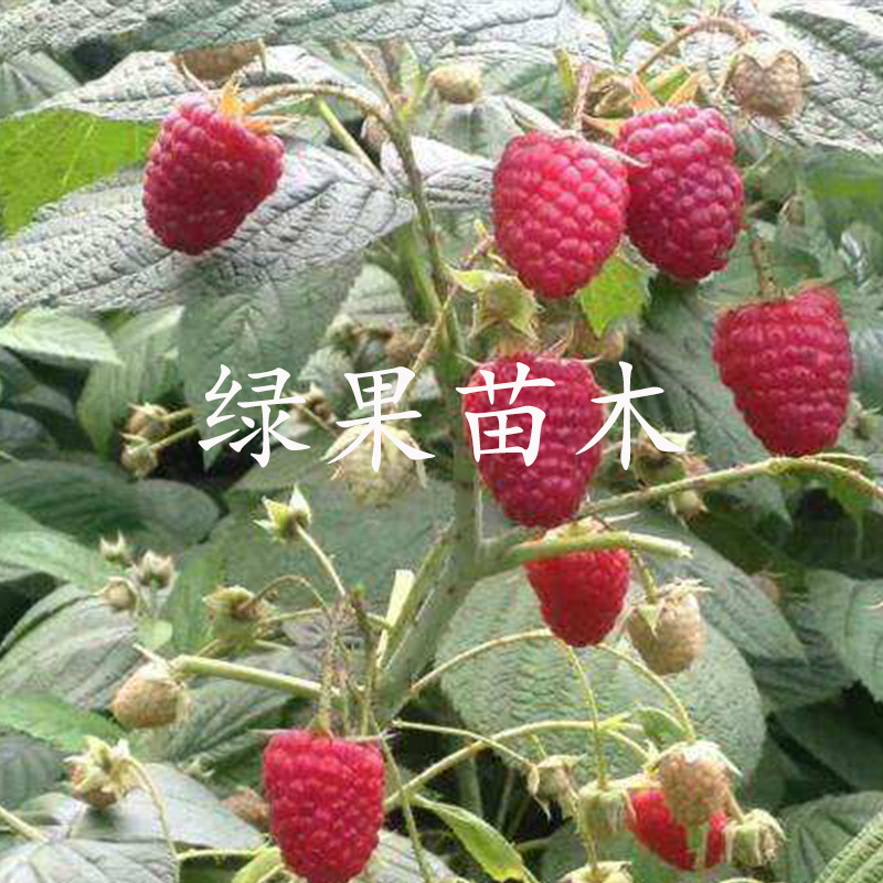 树莓苗红树莓苗大果秋萍费尔杜德哈瑞太兹