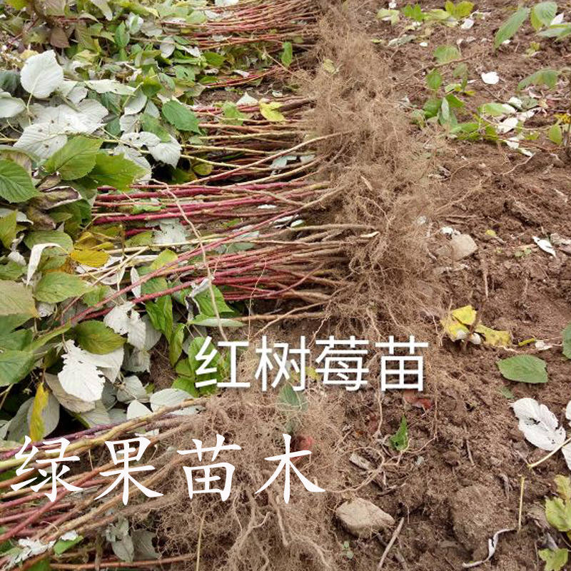 树莓苗红树莓苗大果秋萍费尔杜德哈瑞太兹