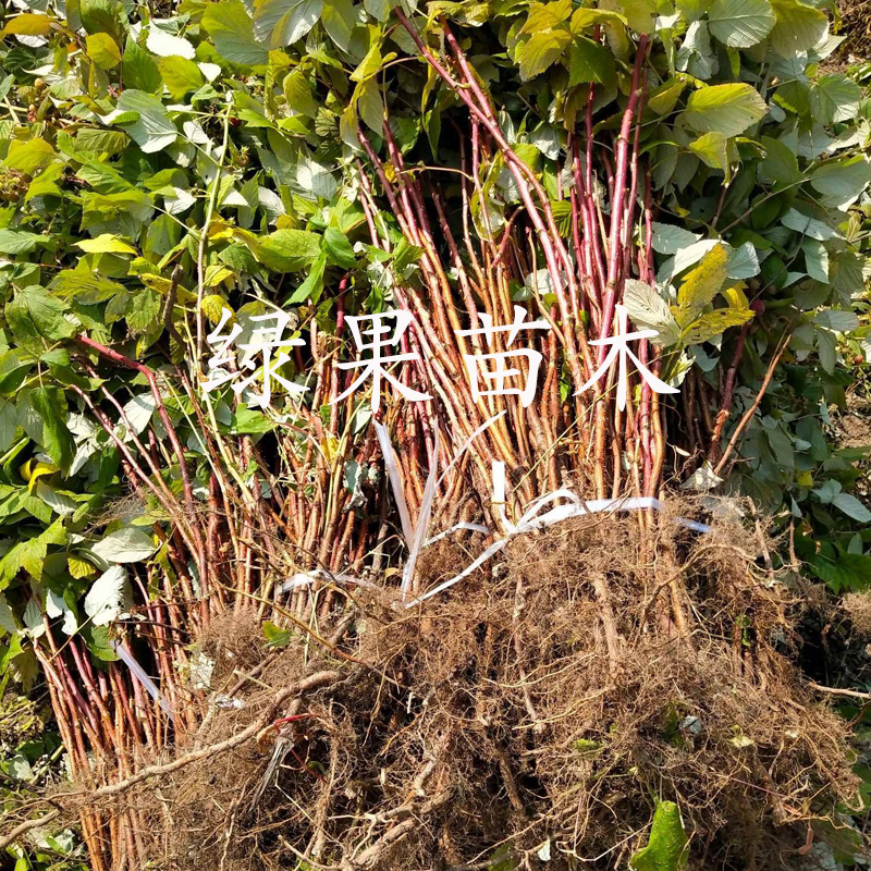 树莓苗红树莓苗大果秋萍费尔杜德哈瑞太兹