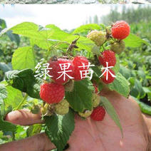 秋福大果红树莓苗四季双季南北方种植当年结果