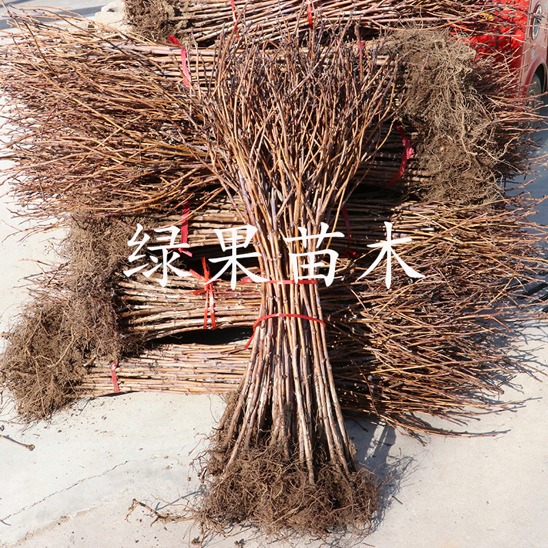 秋福大果红树莓苗四季双季南北方种植当年结果