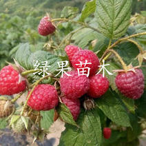 波尔卡红树莓苗双季树莓苗大果当年结果南北方种植