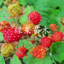 双季大果型红树莓苗丰满红树莓苗新品种连续丰产