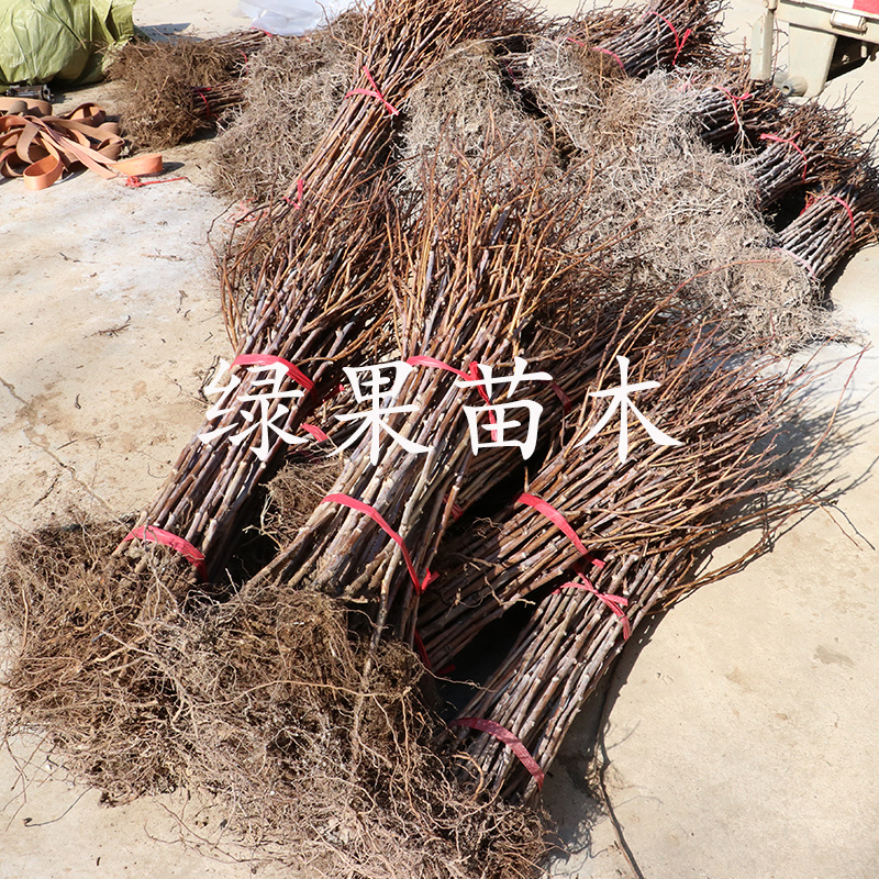 双季大果型红树莓苗丰满红树莓苗新品种连续丰产