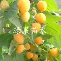 黄树莓苗双季黄树莓新品种金维克当年结果南北方种植