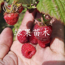 哈瑞太兹红树莓苗双季大果型树苗当年结果苗