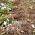 哈瑞太兹红树莓苗双季大果型树苗当年结果苗