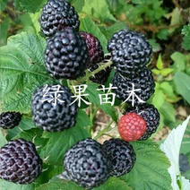 黑树莓苗三冠王树莓基地果苗当年结果苗提供技术指导