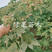 黑树莓苗三冠王树莓基地果苗当年结果苗提供技术指导