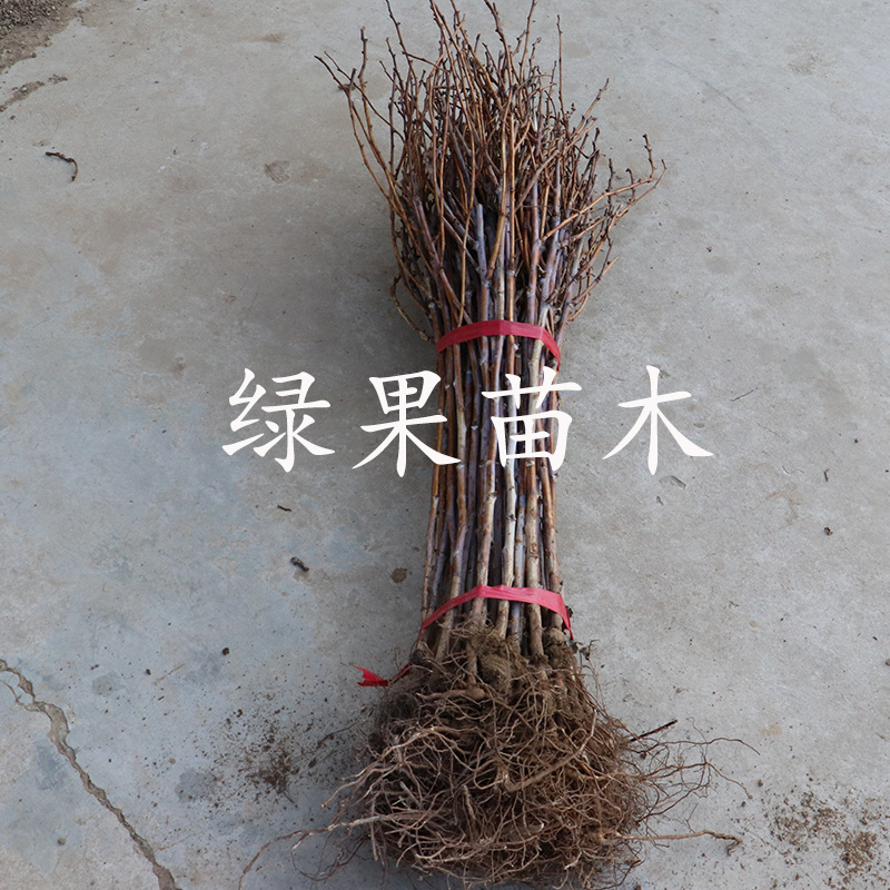 黑树莓苗三冠王树莓基地果苗当年结果苗提供技术指导