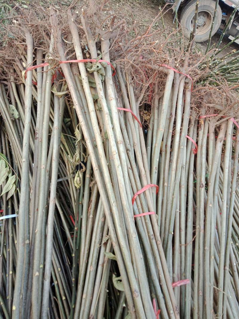 红油香椿苗红油6号香椿苗大棚用香椿苗包活技术指导