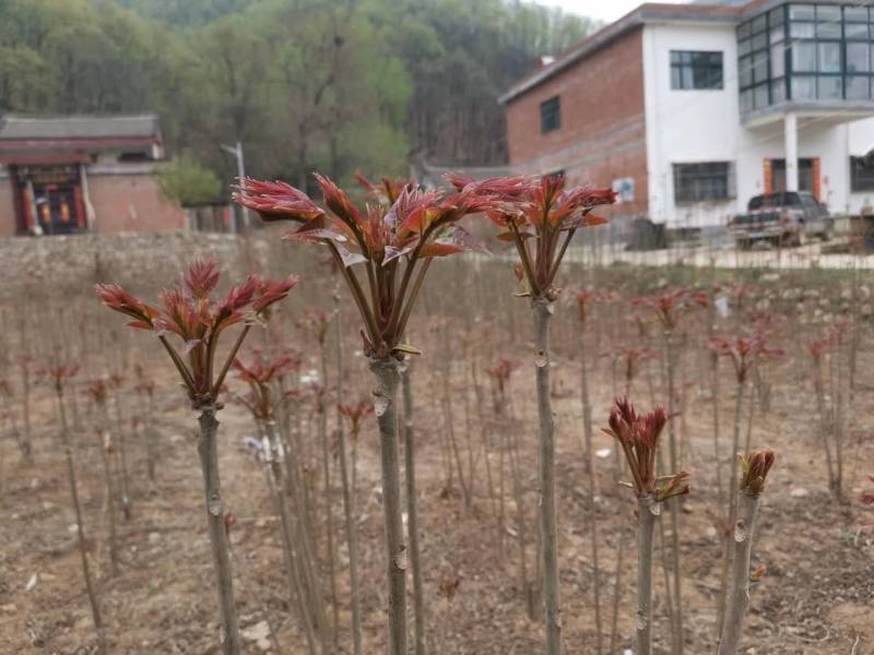 红油香椿苗红油6号香椿苗大棚用香椿苗包活技术指导