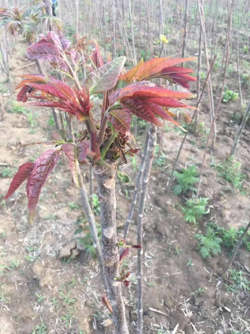 红油香椿苗红油6号香椿苗大棚用香椿苗包活技术指导