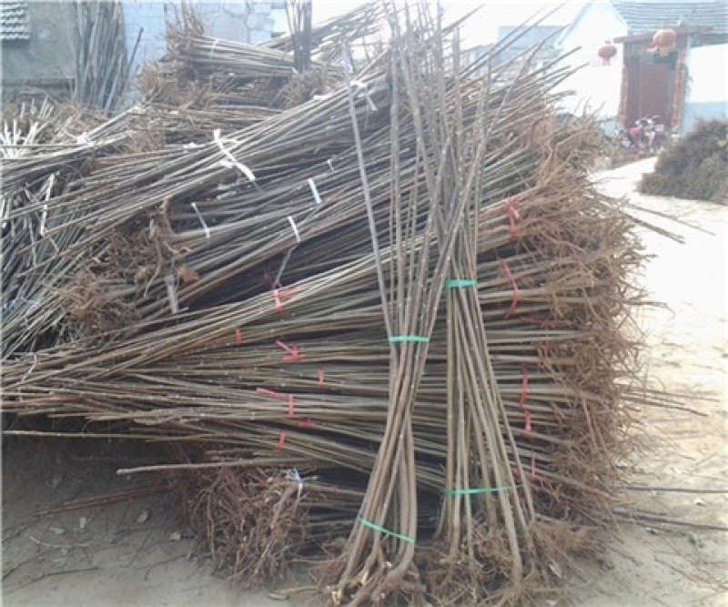 红油香椿苗红油6号香椿苗大棚用香椿苗包活技术指导