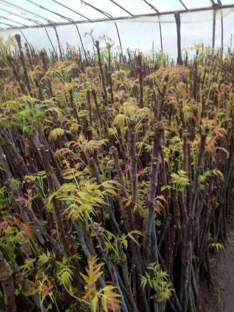 红油香椿苗红油6号香椿苗大棚用香椿苗包活技术指导