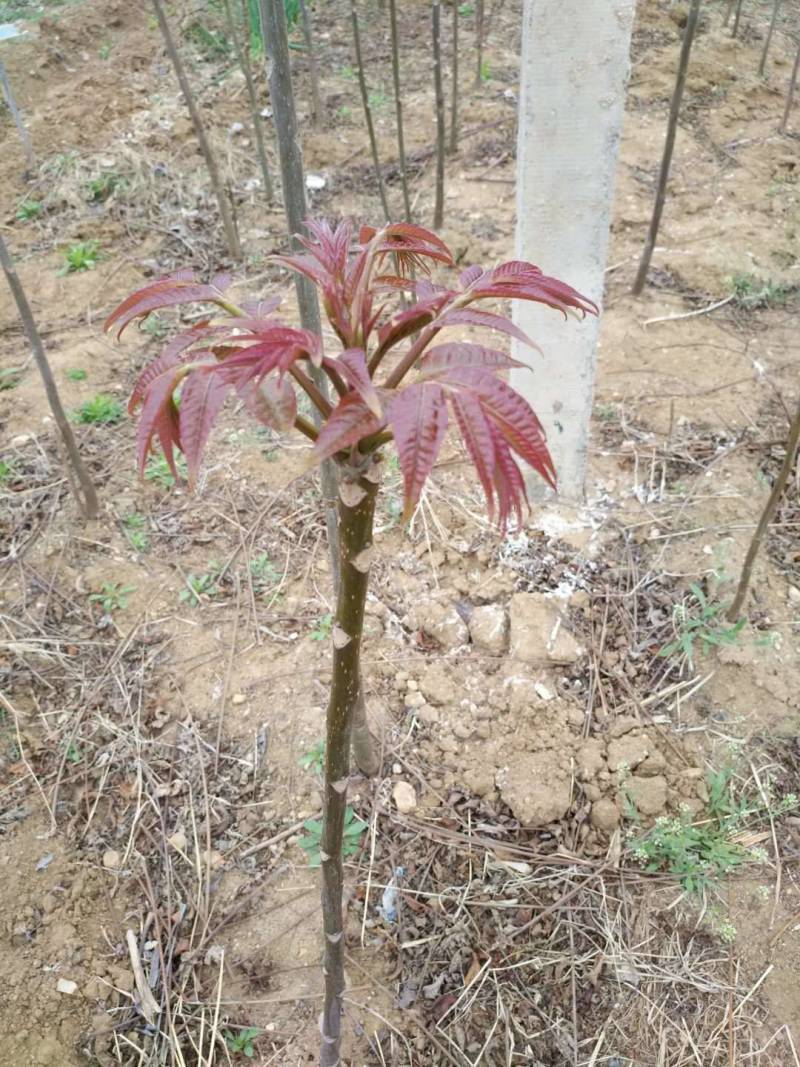 红油香椿苗红油6号香椿苗大棚用香椿苗包活技术指导